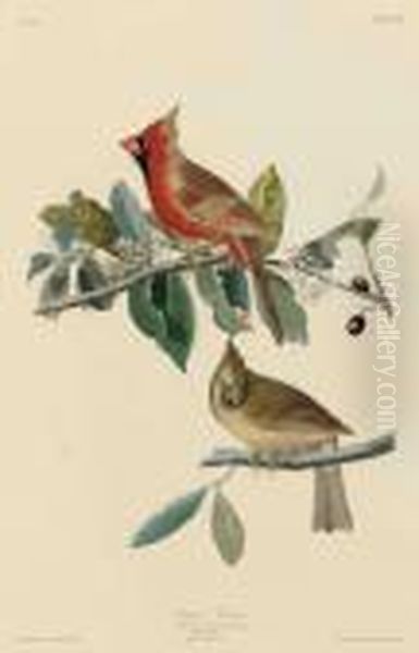 Cardinal Grosbeak - view 1