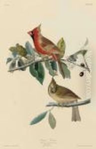 Cardinal Grosbeak by John James Audubon