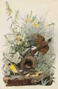 Meadow Lark by John James Audubon