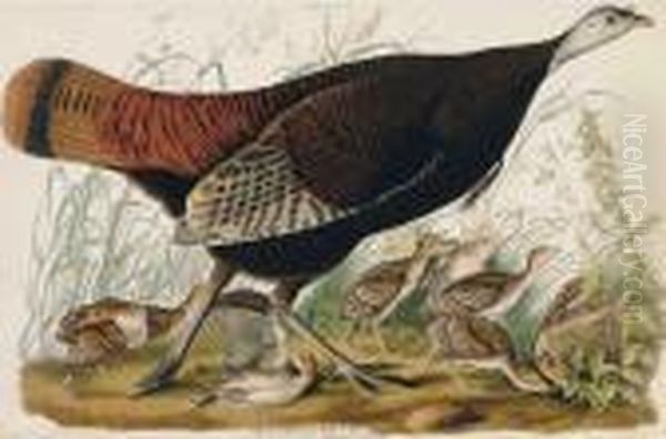 Great American Hen & Young Vulgo, Female Wild Turkey - view 1