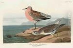 Red-breasted Sandpiper by John James Audubon