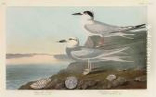 Havell's Tern. Trudeau's Tern - view 1