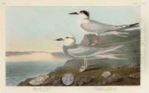 Havell's Tern. Trudeau's Tern by John James Audubon