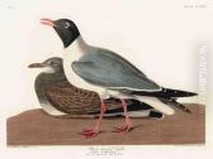 Black-headed Gull