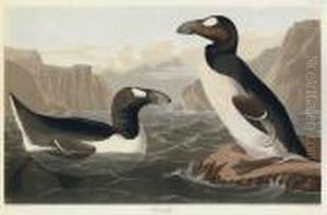 Great Auk Great Auk