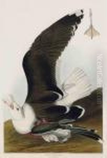 Black Backed Gull - view 1
