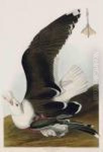 Black Backed Gull
