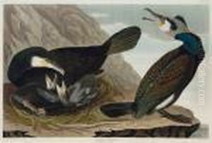 Common Cormorant by John James Audubon
