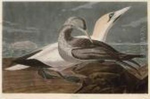 Gannet Gannet