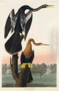 Black-bellied Darter by John James Audubon