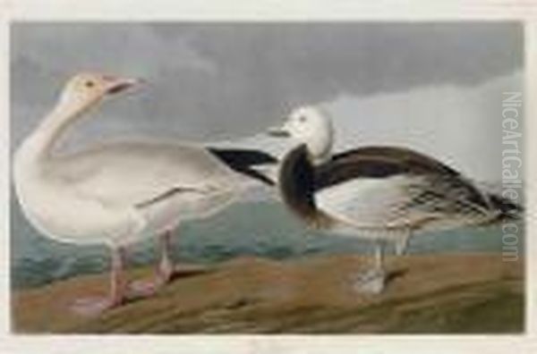 Snow Goose - view 1