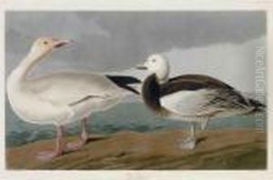 Snow Goose by John James Audubon
