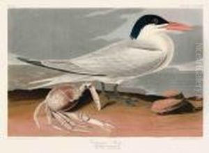Cayenne Tern by John James Audubon