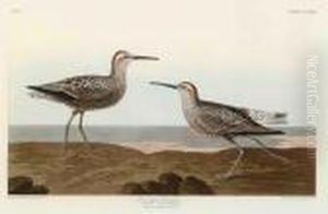 Long-legged Sandpiper by John James Audubon
