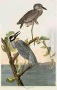 Yellow-crowned Heron by John James Audubon