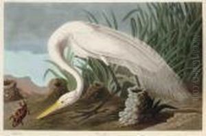 White Heron