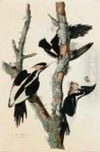 Ivory-billed Woodpecker
Picus Principalus by John James Audubon