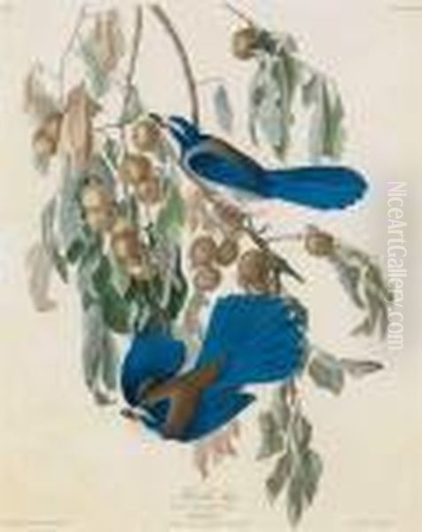 Florida Jay - view 1