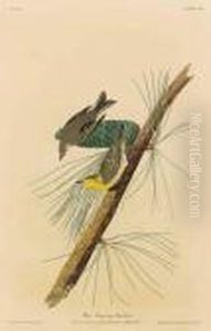 Pine Creeping Warbler