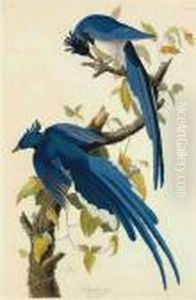 Columbia Jay by John James Audubon