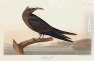 Noddy Tern Noddy Tern