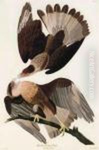 Brasilian Caracara Eagle by John James Audubon
