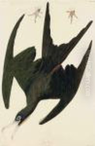 Frigate Pelican