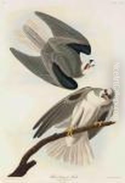 Black-winged Hawk - view 1