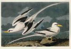 Tropic Bird by John James Audubon