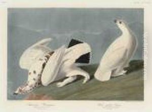 American Ptarmigan. White-tailed Grous