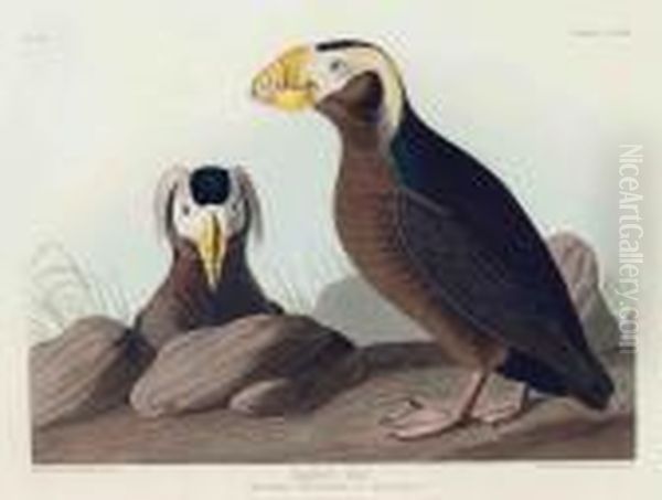 Tufted Auk
Mormon Cirrhatus - view 1