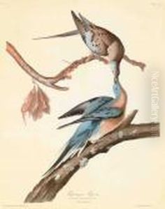 Passenger Pigeon
Columba Migratoria by John James Audubon