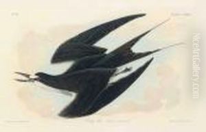 Sooty Tern by John James Audubon