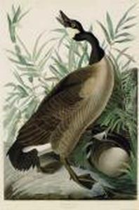 Canada Goose by John James Audubon