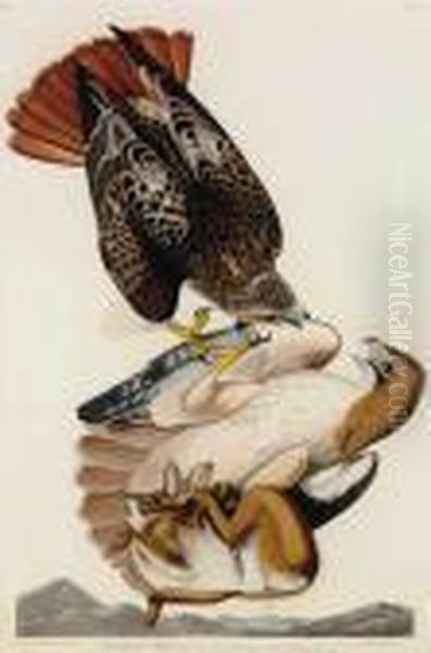 Red-tailed Hawk - view 1