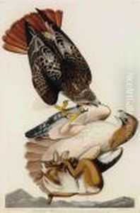 Red-tailed Hawk by John James Audubon