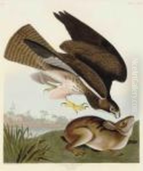 Common Buzzard - view 1