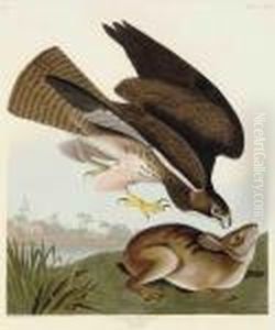 Common Buzzard by John James Audubon