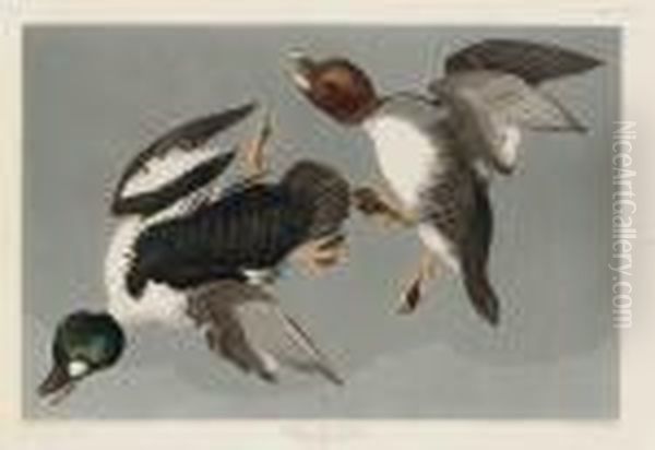 Golden-eye Duck - view 1