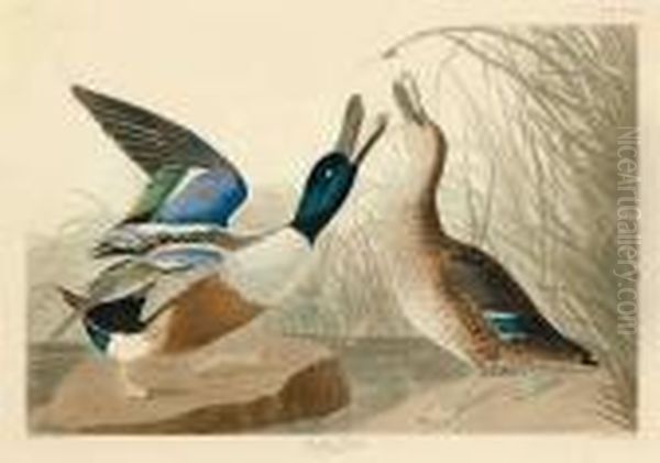 Shoveller Duck - view 1