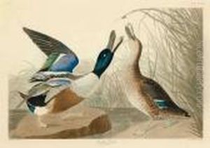 Shoveller Duck by John James Audubon