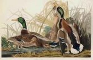 Mallard Duck