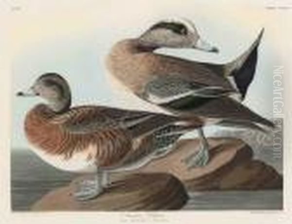American Widgeon - view 1