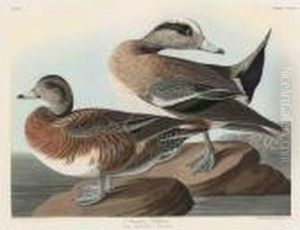 American Widgeon by John James Audubon