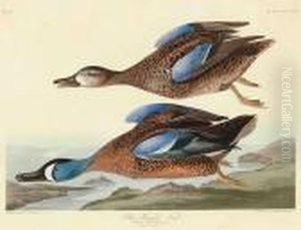 Blue-winged Teal - view 1