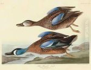 Blue-winged Teal by John James Audubon