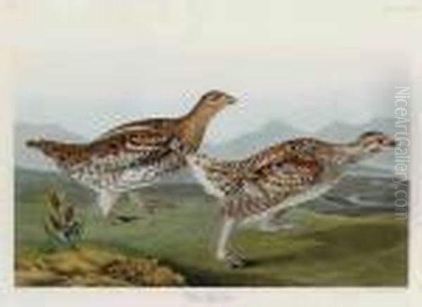Sharp-tailed Grous - view 1