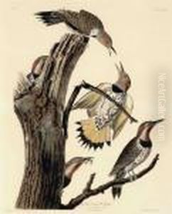 Golden-winged Woodpecker
Picus Auratus by John James Audubon