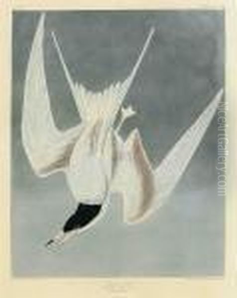 Great Tern - view 1