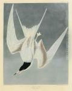 Great Tern by John James Audubon